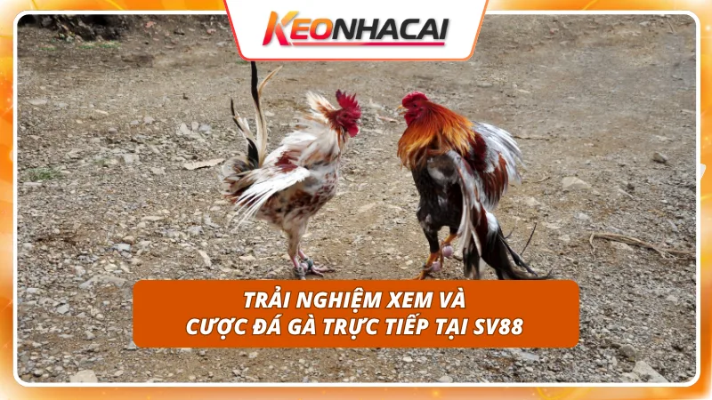 SV88 4 Đường truyền video full HD trực tiếp từ đấu trường Thomo