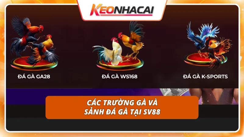 SV88 6 Hội tụ đầy đủ các sới gà danh tiếng nhất khu vực Châu Á